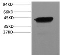 Western blot analysis of C. Elegans whole body lysate using mouse monoclonal antibody diluted at 1:50,000.