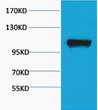 Western blot analysis of Maize, diluted at 1:4000. Secondary antibody (STJ99666) was diluted at 1:20000