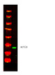 Western Blot analysis of Yeast lysis, using primary antibody at 1:1000 dilution. Secondary antibody (STJS000791) was diluted at 1:10000