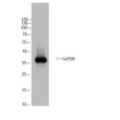 Western Blot analysis of Yeast cells using GAPDH rabbit pAb (Yeast). Secondary antibody (STJ99666) was diluted at 1:20000