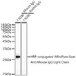 Western blot analysis of lysates from mouse IgG, using HRP-conjugated Goat Anti-Mouse IgG Light Chain (STJS001198) at 1:5000 dilution. <br/>Lysates/proteins: 100ng per lane. <br/>Blocking buffer: 3% nonfat dry milk in TBST. <br/>Detection: ECL Enhanced Kit <br/>Exposure time: 90s.