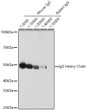 Western blot analysis of lysates from Mouse and Rabbit IgG, using HRP-conjugated Goat Anti-Mouse IgG Heavy Chain (STJS001200) at 1:5000-1:40000 dilution. Lysates/proteins: 100 ng per lane. Blocking buffer: 3% nonfat dry milk in<style>.product-options .custom-field{display:inline-block;background:#aaa;}</style><style>.label-data{font-weight:bold;min-width:100px;}.label-data,.data{display:inline-block;min-width:100px;}.description table{word-break:break-all;}.description table td{min-width:200px;}</style></div></div></div>
				      </div>
                      </div>
  </div>

    </div>




<div class=