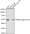 Immunoprecipitation of over-expressed DDDDK-tagged protein in 293T cells incubated using DDDDK-tag antibody (AE063). Secondary antibody: HRP-conjugated AffiniPure Mouse Anti-Rabbit IgG Light Chain (STJS001197). A mock served as negative control using rabbit Control IgG ( STJ11107553 ) and over-expressed 293T cell lysate served as positive control.