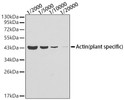Western blot analysis of lysates from Arabidopsis thaliana t<style>.product-options .custom-field{display:inline-block;background:#aaa;}</style><style>.label-data{font-weight:bold;min-width:100px;}.label-data,.data{display:inline-block;min-width:100px;}.description table{word-break:break-all;}.description table td{min-width:200px;}</style></div></div></div>
				      </div>
                      </div>
  </div>

    </div>




<div class=