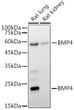 Western blot analysis of extracts of various cell lines, using BMP4 antibody (STJ113071) at 1:1000 dilution. Secondary antibody: HRP Goat Anti-rabbit IgG (H+L) (STJS000856) at 1:10000 dilution. Lysates/proteins: 25 Mu g per lane. Blocking buffer: 3% non-fat dry milk in TBST. Detection: ECL Basic Kit. Exposure time: 45s.