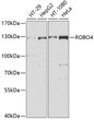 Western blot analysis of various lysates using ROBO4 Rabbit pAb (STJ111918) at 1:1000 dilution. <br/>Secondary antibody: HRP-conjugated Goat anti-Rabbit IgG (H+L) (STJS000856) at 1:10000 dilution. <br/>Lysates/proteins: 25 Mu g per lane. <br/>Blocking buffer: 3% nonfat dry milk in TBST. <br/>Detection: ECL Basic Kit <br/>Exposure time: 30s.