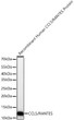 Western blot analysis of recombinant Human CCL5/RANTES Protein (RP01563LQ) using CCL5/RANTES Rabbit pAb (STJ116125) at 1:1000 dilution incubated overnight at 4 °C. <br/>Secondary antibody: HRP-conjugated Goat anti-Rabbit IgG (H+L) (STJS000856) at 1:10000 dilution. <br/>Lysates/proteins: 1ng per lane. <br/>Blocking buffer: 3% nonfat dry milk in TBST. <br/>Detection: ECL Basic Kit <br/>Exposure time: 30s.