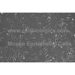 C57BL/6 Mouse Primary Kidney Glomerular Endothelial Cells