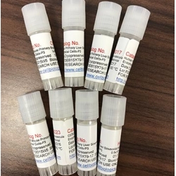 CD1 Mouse Bone Marrow Dendritic Cells
