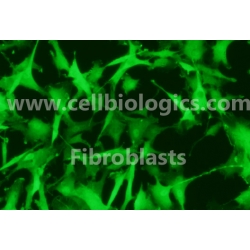 Human Primary Colonic Fibroblasts