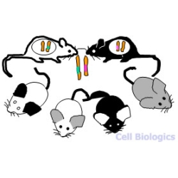 C57BL/6 Mouse Primary Peripheral Blood Mononuclear Cells (C57-PBMC)