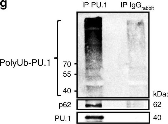 Selective degradation of PU.1 during autophagy represses the differentiation and antitumour activity of TH9 cells.