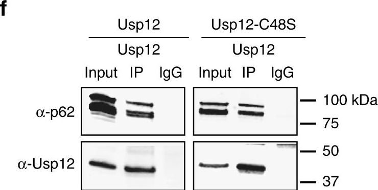 Deubiquitinase Usp12 functions noncatalytically to induce autophagy and confer neuroprotection in models of Huntington's disease.