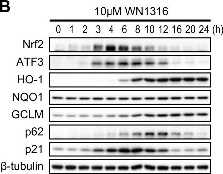 A novel acylaminoimidazole derivative, WN1316, alleviates disease progression via suppression of glial inflammation in ALS mouse model.