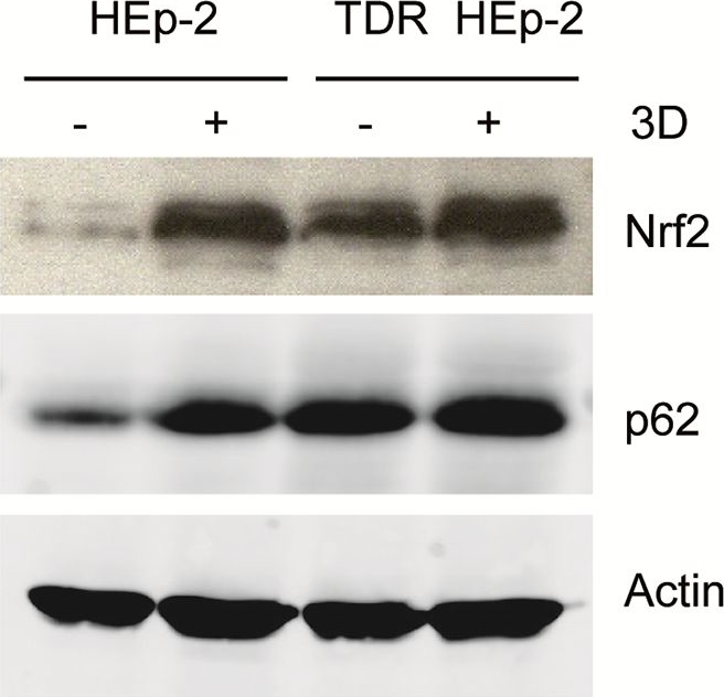 Autophagy mediates epithelial cancer chemoresistance by reducing p62/SQSTM1 accumulation.