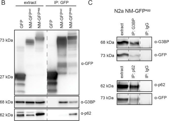 Fibril-induced glutamine-/asparagine-rich prions recruit stress granule proteins in mammalian cells.