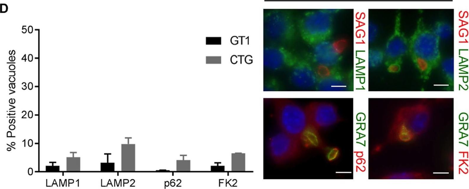 NADPH Oxidase and Guanylate Binding Protein 5 Restrict Survival of Avirulent Type III Strains of Toxoplasma gondii in Naive Macrophages.