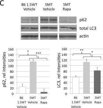 Rapamycin attenuates the progression of tau pathology in P301S tau transgenic mice.