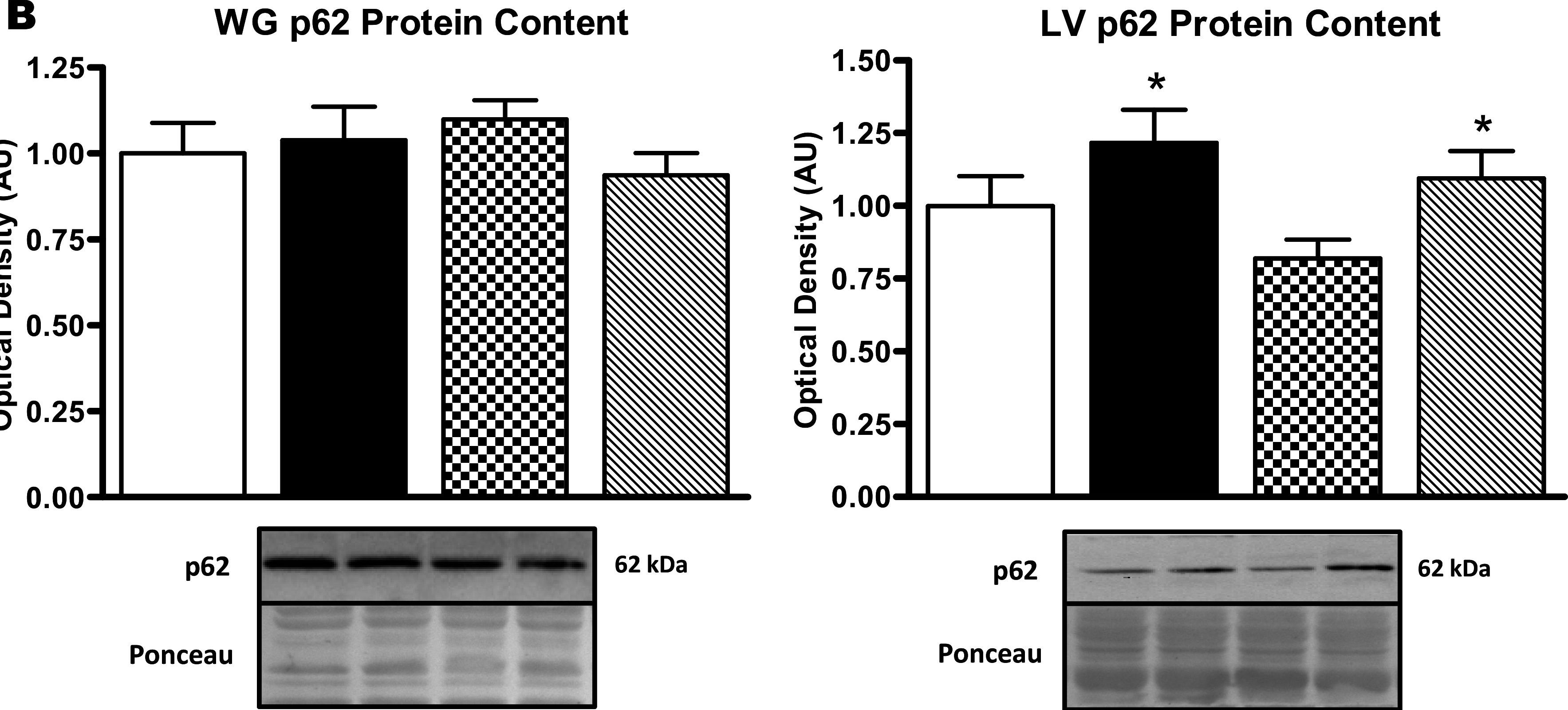 Autophagic signaling and proteolytic enzyme activity in cardiac and skeletal muscle of spontaneously hypertensive rats following chronic aerobic exercise.