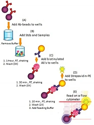 Assay protocol overview