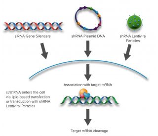 RELA/NFκB p65 siRNA and shRNA Plasmids (avian) - RNAi-directed mRNA Cleavage 