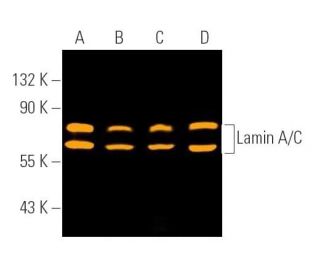 Lamin A/C Antibody (636) - Western Blotting - Image 390724