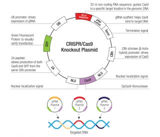 LIMP II CRISPR Plasmids (m) - Each KO Plasmid product consists of a pool of 3 plasmids designed to ensure identification and cleavage of a specific gene for maximum knockout efficiency 