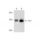 Anticorps Pit-1 (D-7): sc-393943. Analyse par Western blot de l'expression de Pit-1 dans un extrait de tissu hypophysaire de rat (A) et dans un lysat de cellules entières de GH3 (B). Pit-1 Antibody (D-7) - Western Blotting - Image 299306
