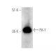 Anticorps Pit-1 (D-7) HRP: sc-393943 HRP. Analyse directe par western blot de l'expression de Pit-1 dans un extrait de tissu hypophysaire de rat. Pit-1 Antibody (D-7) - Western Blotting - Image 388945