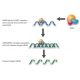 RPA 70 kDa unit siRNA and shRNA Plasmids (chicken) - siRNA binds RISC (RNA-induced silencing complex) 