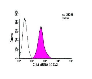 Transfection efficiency of Chk1 siRNA (h): sc-29269 labeled with Cy3... 
