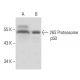 26S Proteasome p50 Antibody (112) - Western Blotting - Image 16379