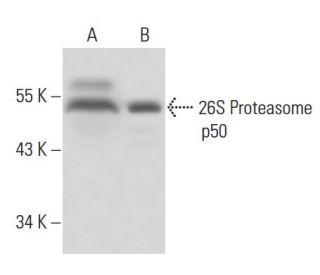 26S Proteasome p50 Antibody (112) - Western Blotting - Image 16379