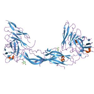 Antibody to HCG Human Chorionic Gonadotropin