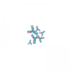 Anti Sheep IgG (H+L) Rabbit Polyclonal