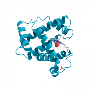 Myoglobin Antibody (Human Affinity Purified)