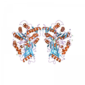 Cholesterol Oxidase from Streptomyces sp.