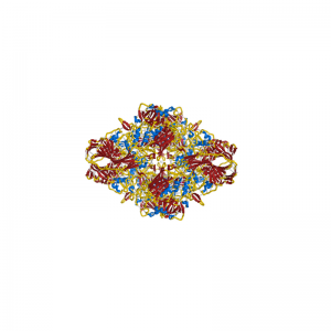 Beta-galactosidase Enzyme Acceptor