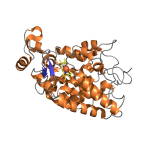 Horseradish Peroxidase Biotinylated