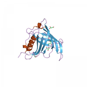 Retinol Binding Protein RBP Solution