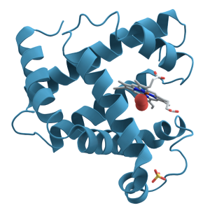 Myoglobin Protein from Human Heart