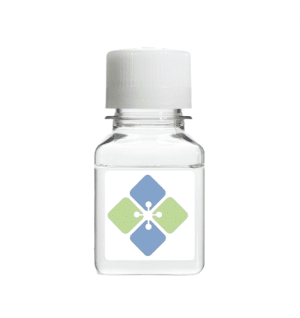 Anti-Acid Sphingomyelinase Mouse Monoclonal Antibody