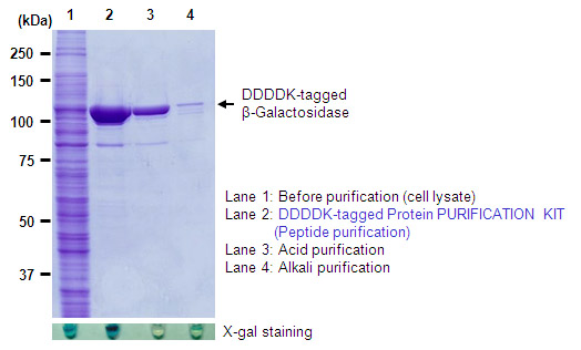 DDDDK tagged Protein PURIFICATION KIT