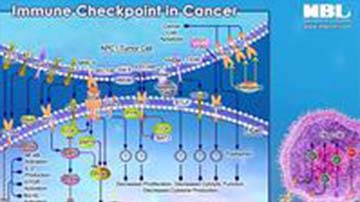 Pathway Poster: Immuno-Oncology