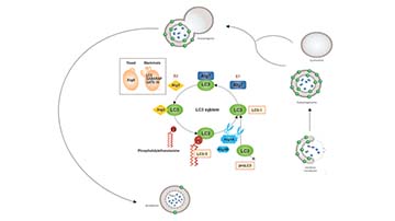 Blog: LC3: The gold standard for autophagy research
