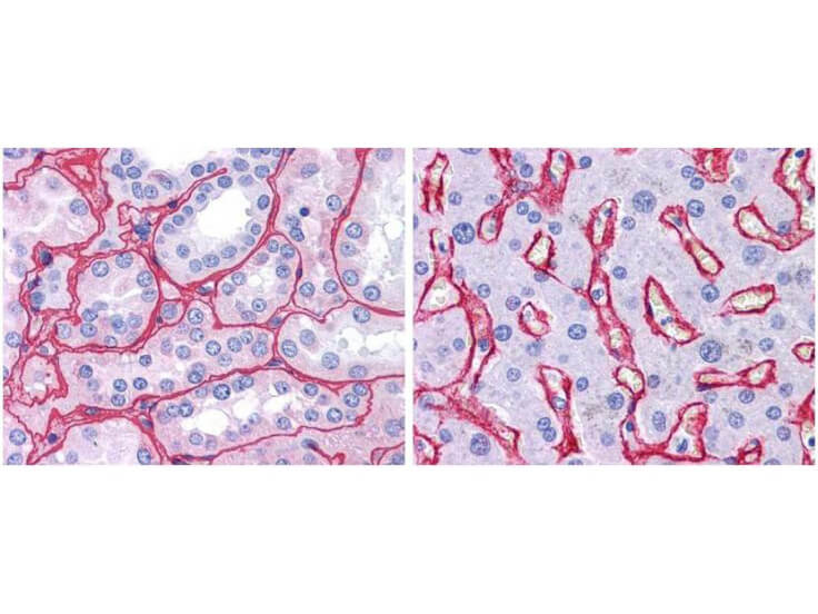 Collagen Type IV Antibody