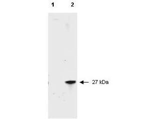 RFP Antibody Peroxidase Conjugated Pre-Adsorbed