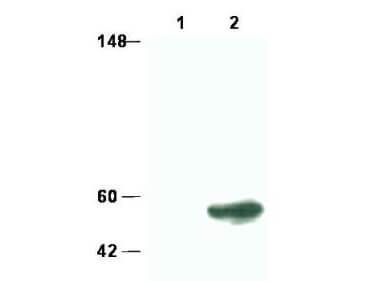 SMAD3 Antibody