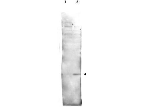 Anti-Histone H2AvD pS137 Antibody - Western Blot