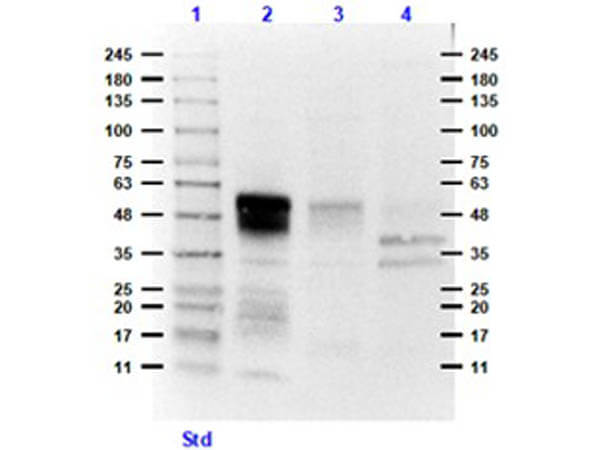 Western Blot of Rabbit Anti-Ephrin B1/B3 Antibody